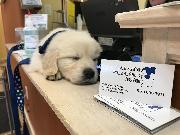 Blue Lake Animal Care Center Logo